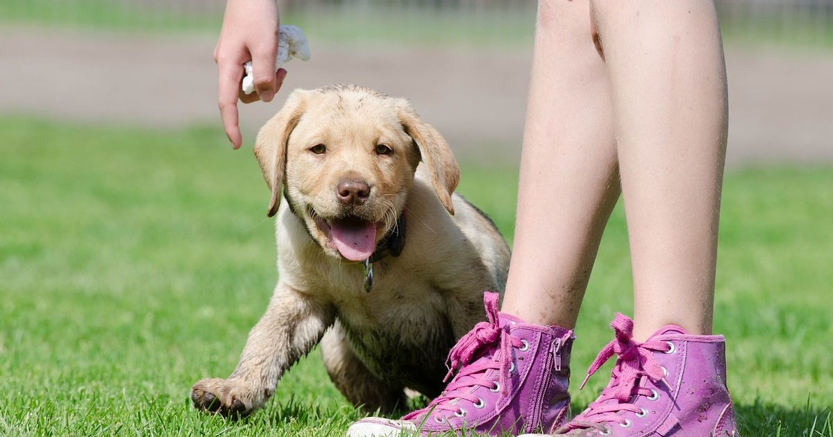 5 coole Hunde-Tricks, die dein Hund unbedingt können muss!