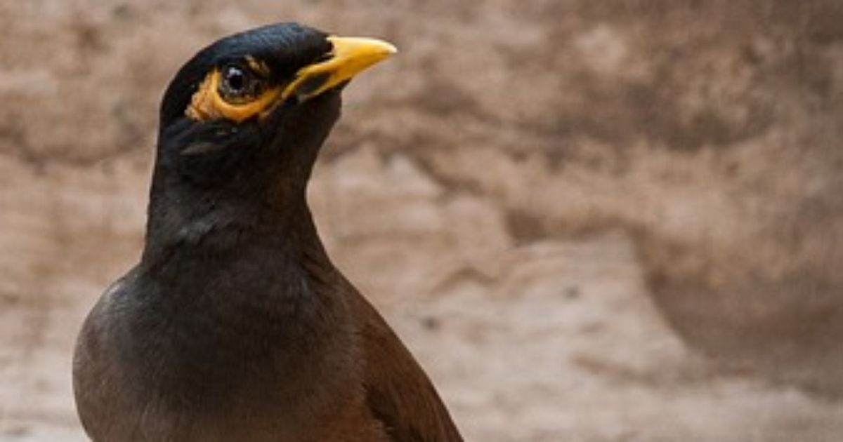 Beo, der sprechende Vogel, sorgt für Heiterkeit