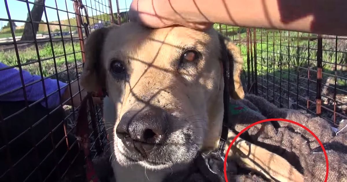 Dieser Straßenhund wurde im Schlaf überrascht!