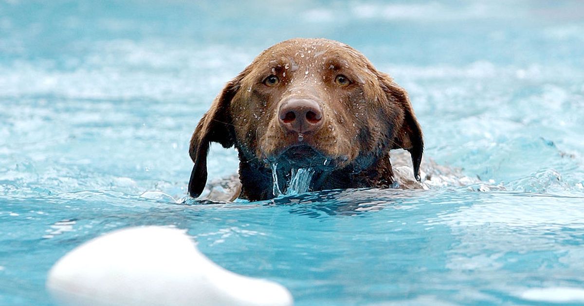 Ein Schwimmbad exklusiv für Hunde