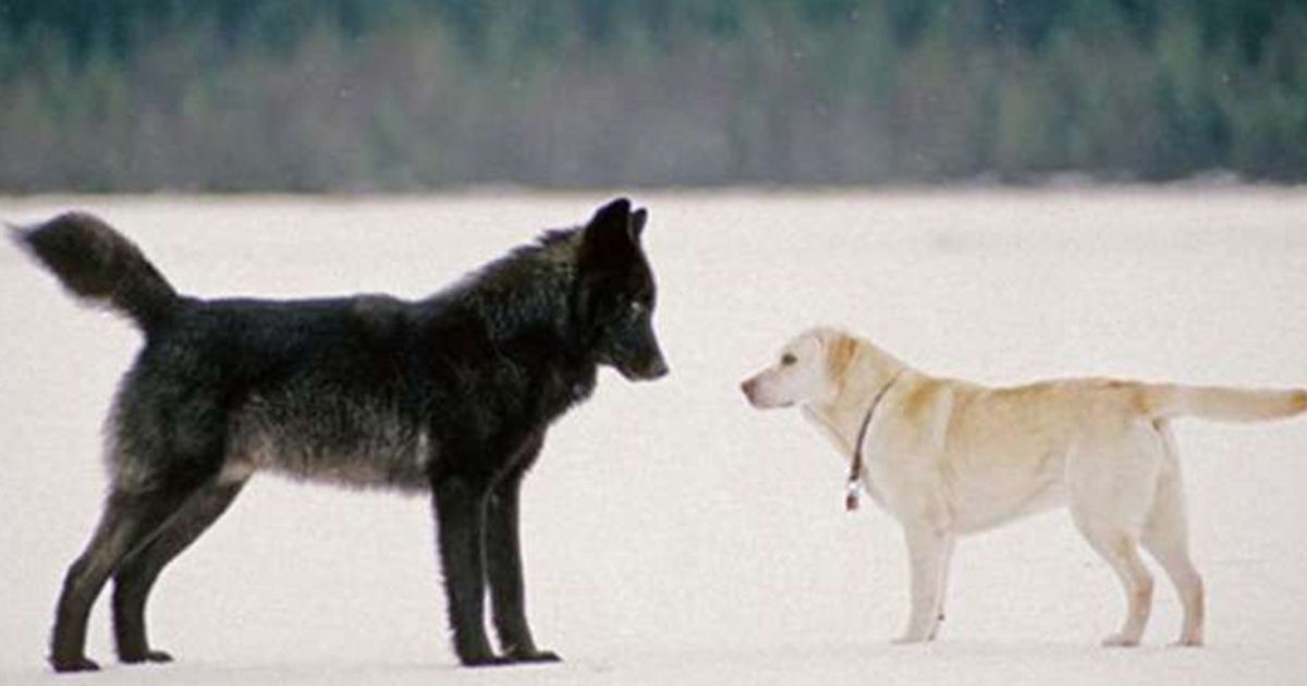 Das passiert, als vor seinem Hund plötzlich ein wilder Wolf steht