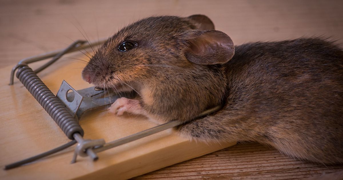 So wird man Mäuse im Haus los, ohne sie zu töten