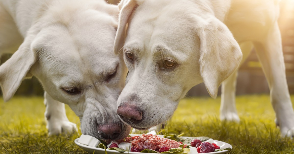 So solltest du deinen Hund im Sommer füttern