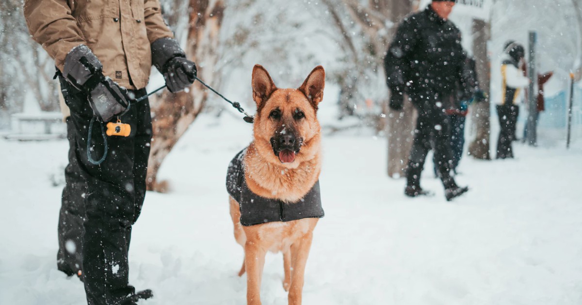 7 Jobs, für die Hunde eingesetzt werden